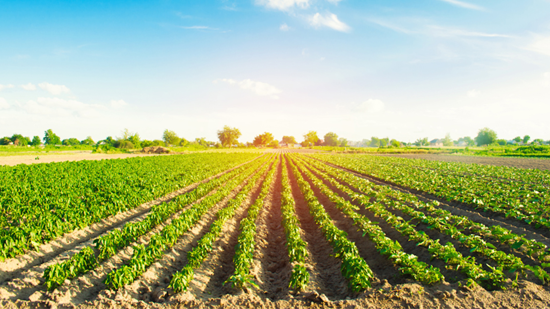 Профільний Комітет ВРУ підтримав законопроект щодо основних засад державної аграрної політики