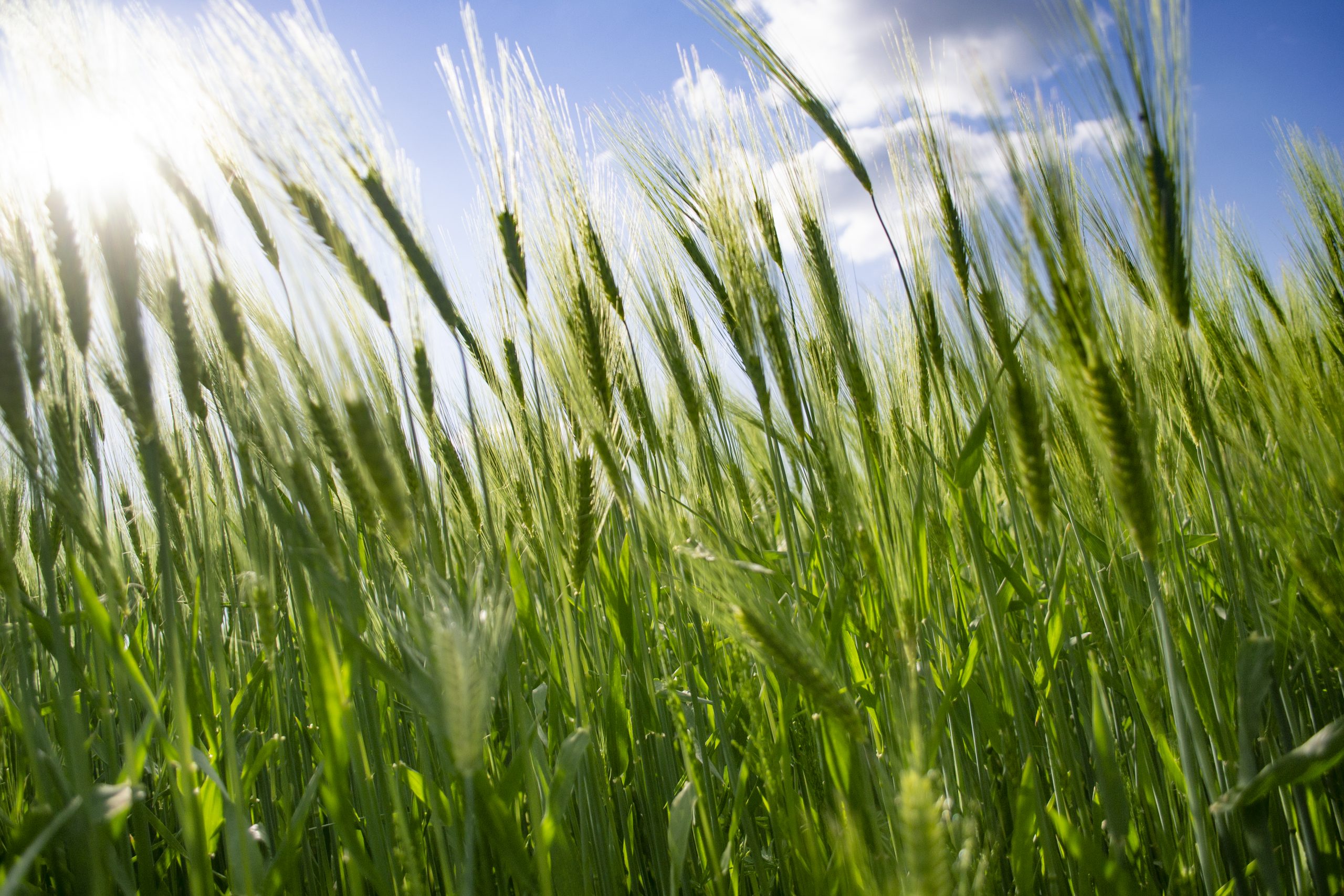 Corteva Agriscience Launches Inatreq ™ Active for Cereals in Europe