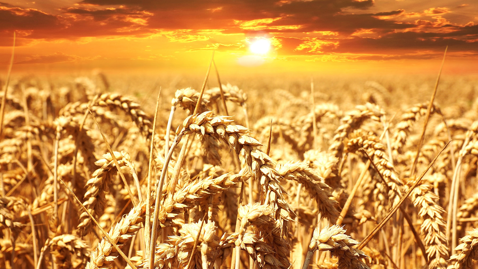 Підписано додаток до Меморандуму про взаєморозуміння, що затвердив граничні обсяги експорту пшениці на 2019/2020 маркетинговий рік