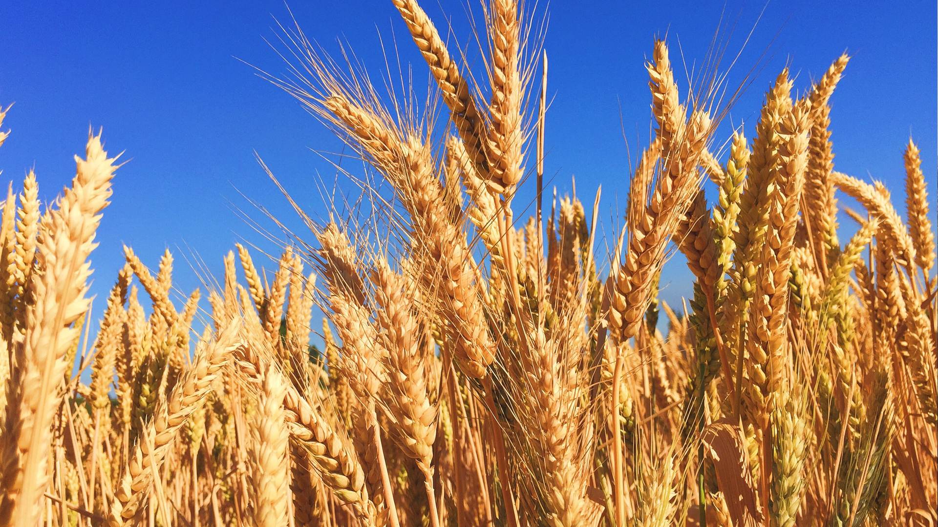 Policy Progress: Ministry of Economy Published Draft Amendments for Simplifying Phytosanitary Procedures for Barley Exports