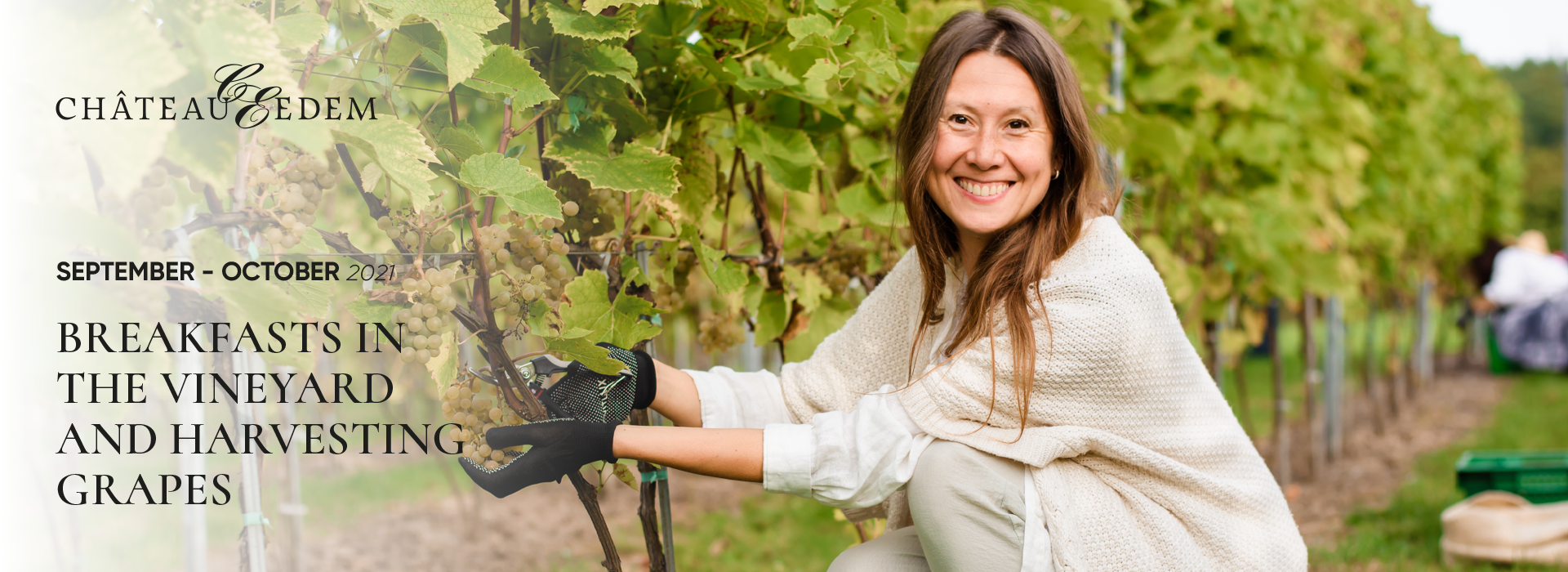 Grape Harvesting at Chateau Edem